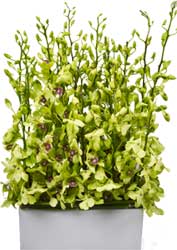 ABC Flowers St. Vincent's Hospital Fitzroy Melbourne Deliver a023 singapore orchids in ceramic melbourne wide free delivey to all melbourne inner suburbs