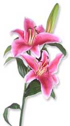 ABC Flowers St. Vincent's Hospital Fitzroy Melbourne Deliver B005 Bunch of premium pink or white oriental lily to St. Vincent's Hospitals Melbourne
