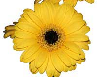 ABC Flowers st. vincent's hospital fitzroy melbourne deliver b024 bouquet of premium gerberas to st. vincent's hospitals melbourne only