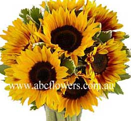 ABC Flowers st. vincent's hospital fitzroy melbourne deliver b028 sun flowers melbourne wide free delivery to melbourne inner suburbs 7 days a week