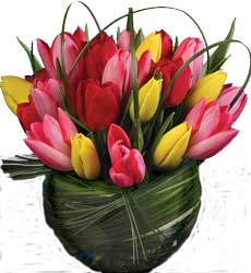 ABC Flowers fitzroy st. vincent's hospital fitzroy melbourne deliver v011 tuplips in vase melbourne wide 7 days week free delivery melbourne inner suburbs