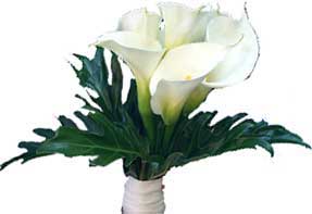 ABC Flowers fitzroy melbourne bridal bouquet with calla lilies all white  melbourne wide delivery